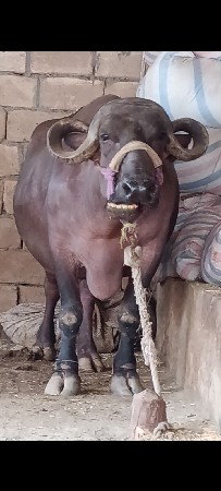 ભેશ