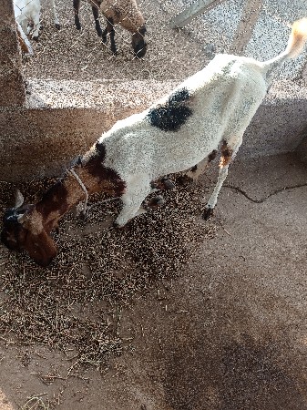 bakri vechvani chhe
