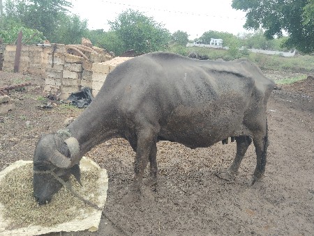 ભેંસ વેચવાની છે એક મહિના દિવસ નીકળશ