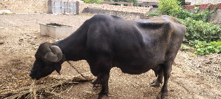વેચવાની છે
