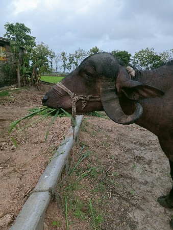બારડ રણજીતભાઈ