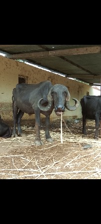 ખડાય વેચવાની સે
