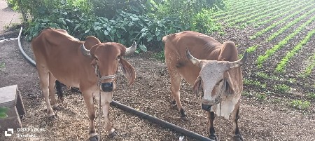 બળદ