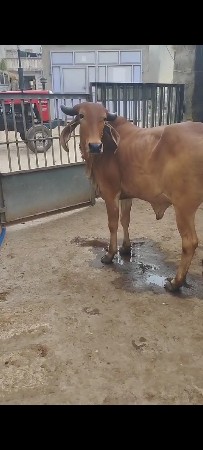 ઓડકી વેશવાની છે