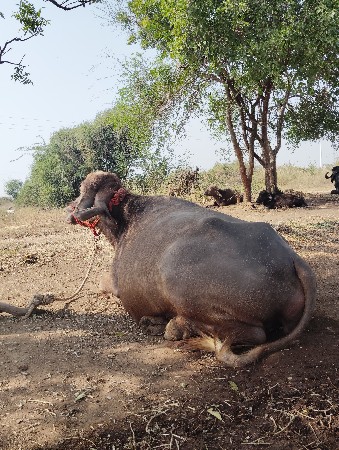 ભેંસ ૩ વેતર