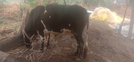 ગાય વેચવાની છે
