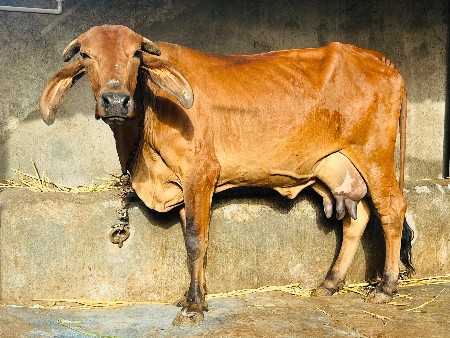 જર્સી ક્રોસ હોડકી વેચવાની છે