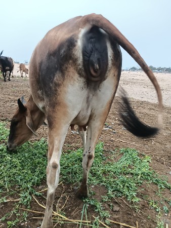હોડકી વેચવાની છે