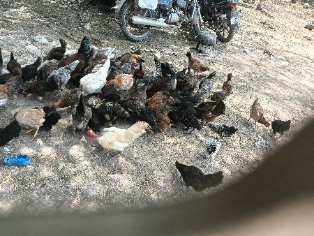 desi sonali margha ane pathda