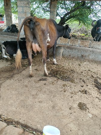 2 ગાય આપવાની છે