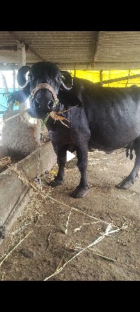 ભેંસ વેચવાની છે