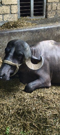 ખડેલી વેચવાની છે