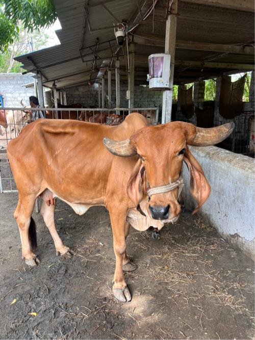 95589 83320( deep Rakholiya )