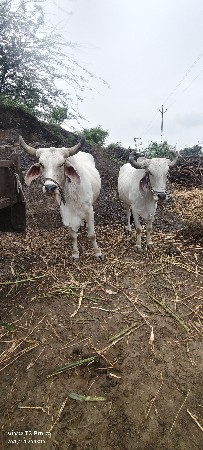 બળદ વેશવા‌ ના છે
