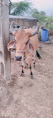 આ બેય હોળકી યુ વેચ વાની છે