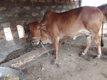 ચાર ચાર મહિનાની બે બે લીટર દૂધ