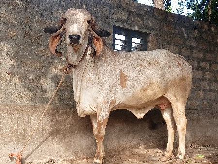 કાબરી હોડકી વેસવાની છે