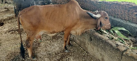 આ ગીર ગાય વેચવાની છે