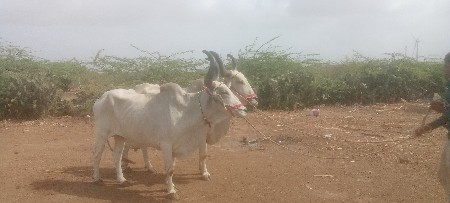 ગામ ચારબારા