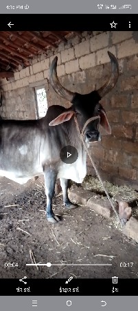 ગાય વેચવાની છે
