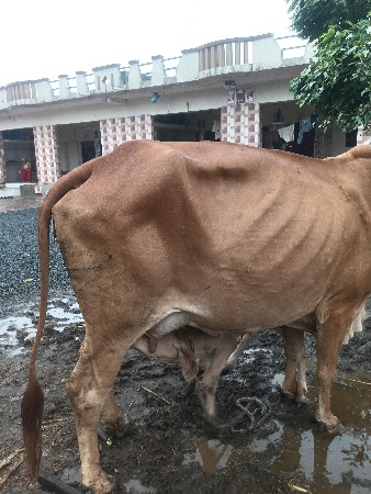 ગાય વેશવા નિચે