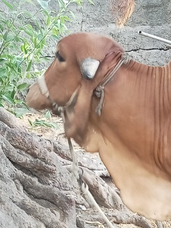 પ્યૉર ગિર હોળકી વેચવાની છે દુરલ