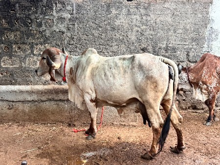 1 ગીર ગાય વેસવા છે 2 કાંકરેજ ગાય