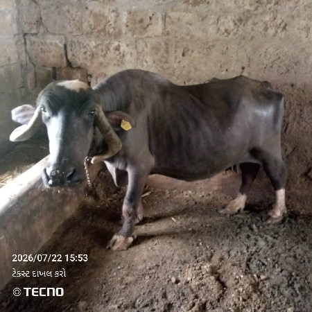 ભેંસ વેચવાની છે