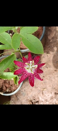સો પિસ