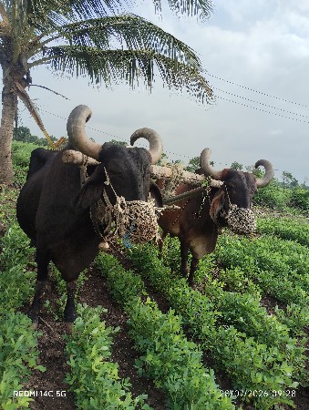 વેસવાના સે