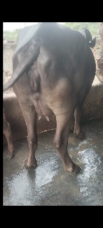 ભેસ વેચવાની છે
