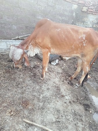ગીર  હોડકી   વેશવાની   ગાભણી છે