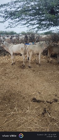 વેચવાની છે