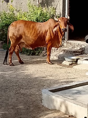 દેશી ગાય વેચવાની છે