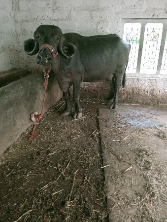 ખળેલી વેચવાની છે