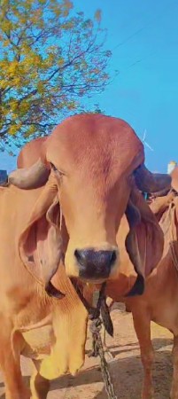 ગીર ખુટ આપવાનો છે