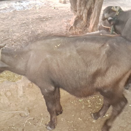 પાડો