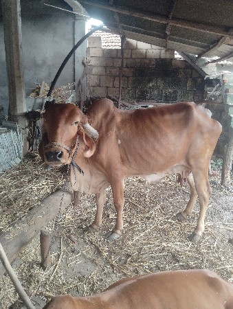 ગીર ગાય વેચવાની છે