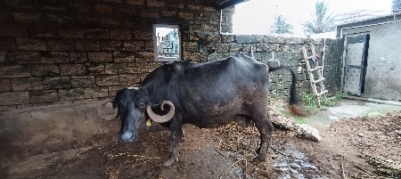 આ ભેસ વેચવાની છે
