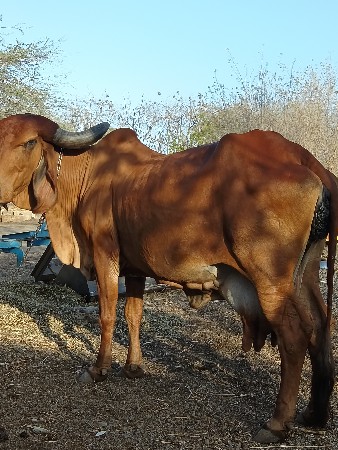 ગાય વેચવાની છે .