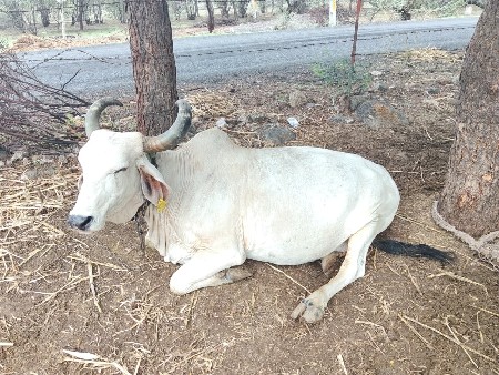 ગાય વેચવાની છે