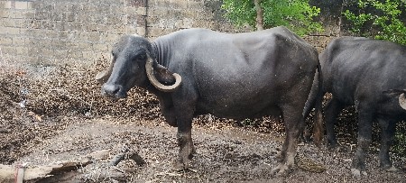 ભેસ વેચવાની છે