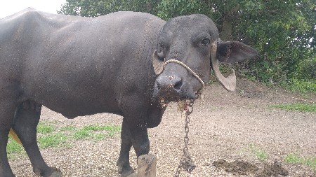 ભેસ  બે