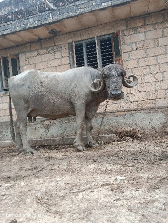 ભેંસ વેસવાની છે