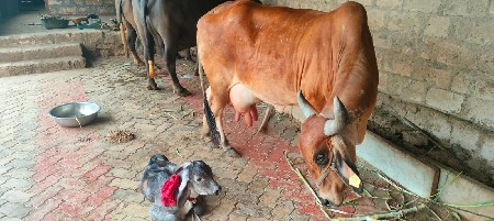 ગાય વેસવાની છે ભાઈ