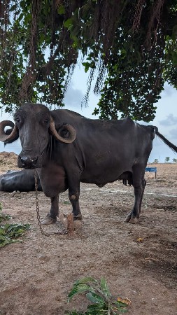 બીજુવેતર