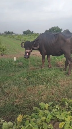 આ ભેસ વેચવા ની છે ભાઇ