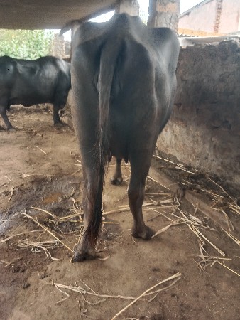 વેચવાની છે