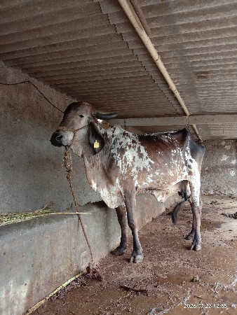 ગાય વેસવાની છે