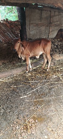 વાંસળી